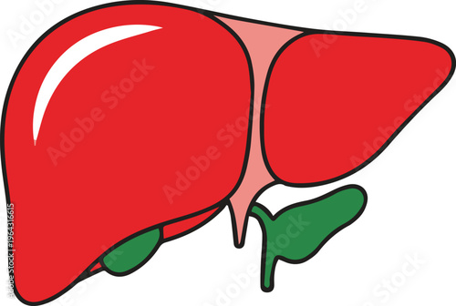 Anatomical illustration of liver and gallbladder in human body