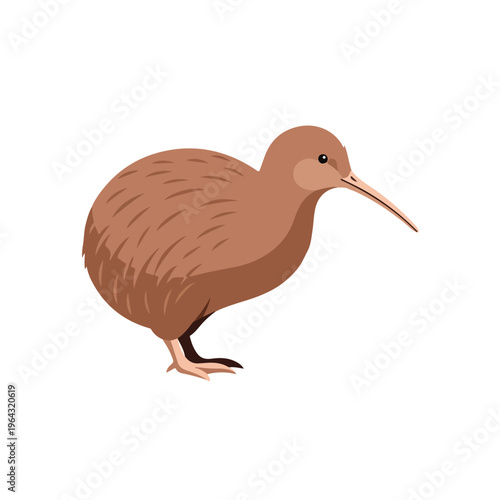 Brown kiwi bird standing on white background facing right