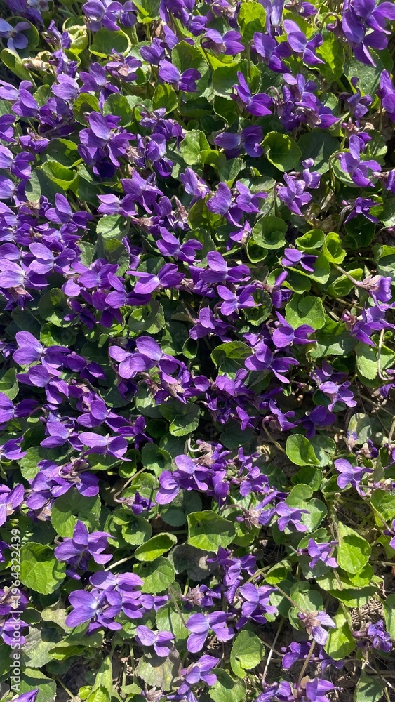 Fototapeta premium purple flowers background