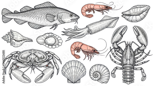 Collection of Seafood and Shellfish Illustrations.