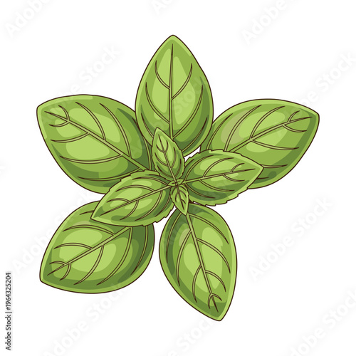 Fresh Green Basil Leaves Illustration