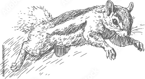 leaping chipmunk sketch in mid air wildlife animal drawing, forest creature, nature illustration