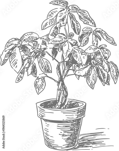 Potted houseplant with detailed leaves and textured pot, hand drawn botanical illustration