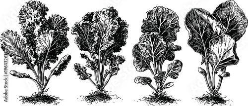 Various lettuce plant illustrations different types of leafy vegetable heads with detailed leaf textures