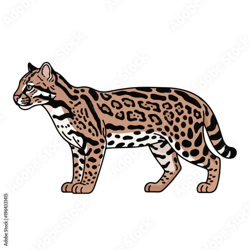 Wild orange and black spotted cat walking on white background
