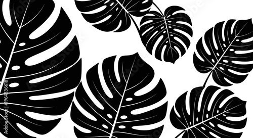 Monstera Deliciosa Leaves Black and White Tropical Foliage Design.