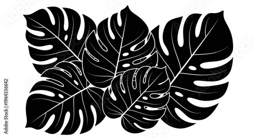 Monstera Deliciosa Leaves Silhouette Illustration.