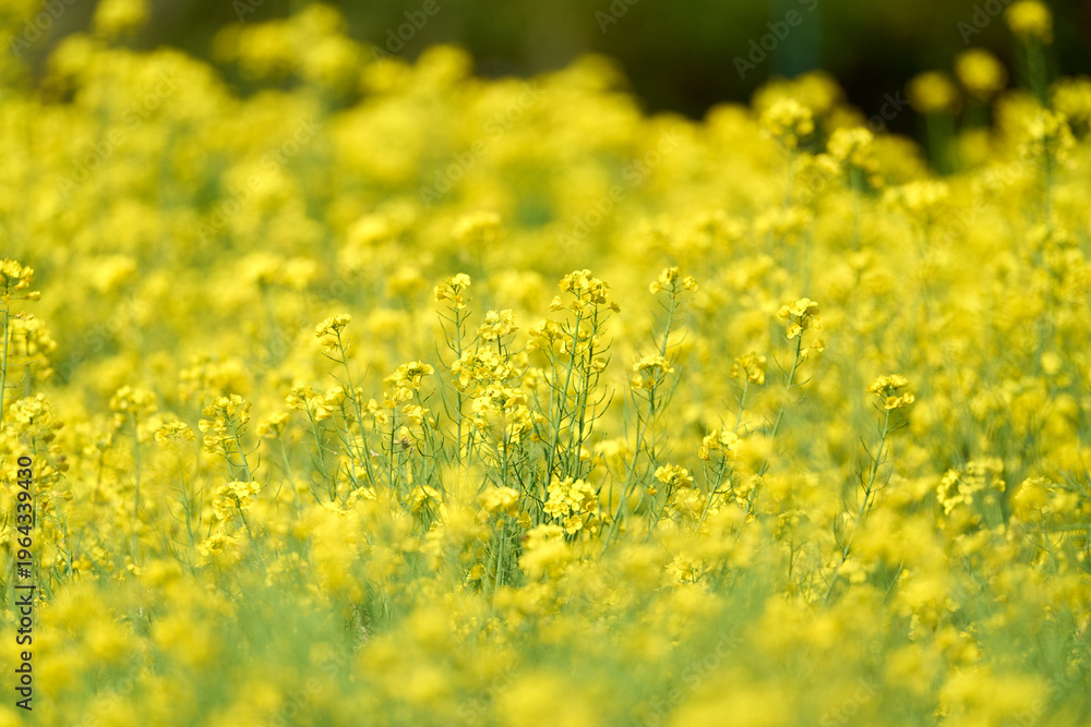 Obraz premium Canola flowers (Rapeseed) in full bloom at a sunny park in spring.
