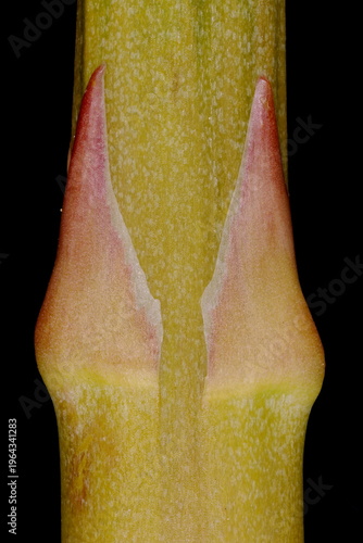 Garden Asparagus (Asparagus officinalis). Scale Leaves Closeup