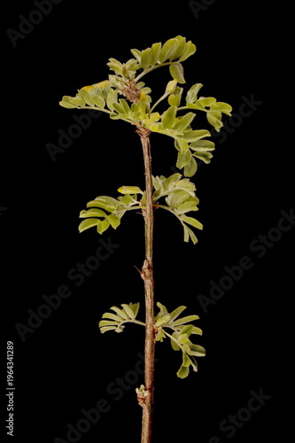 Fotografie Siberian Pea-Tree (Caragana arborescens)