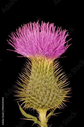 Fotografi Spear Thistle (Cirsium vulgare). Flowering Capitulum Closeup