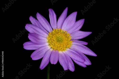 Εκτύπωση καμβά Swan River Daisy (Brachyscome iberidifolia)