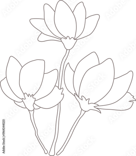 목련3_선화_꽃나무_봄_봄꽃_입춘