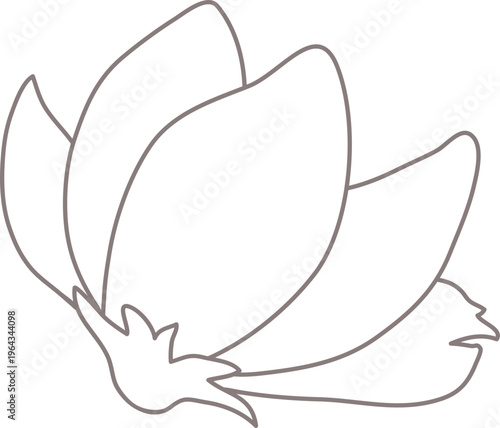 목련꽃송이03_선화_꽃나무_봄_봄꽃_입춘