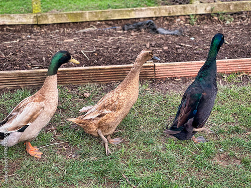 Foto Ducks Walking on Grass at Farmyard in Rural Countryside