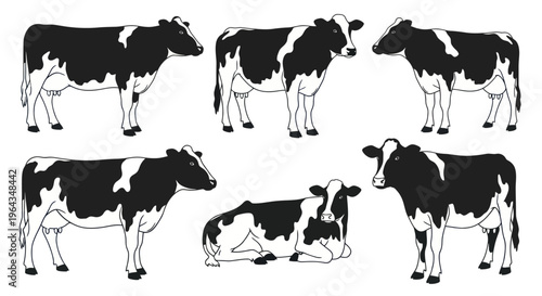 Black and white cows standing together.