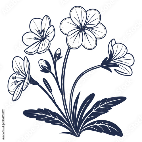 cape primrose with leaves