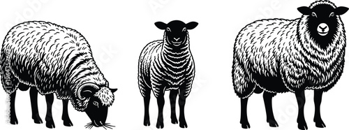 Black and white sheep illustrations in various poses, detailed farm animal sketch collection for agriculture and livestock design