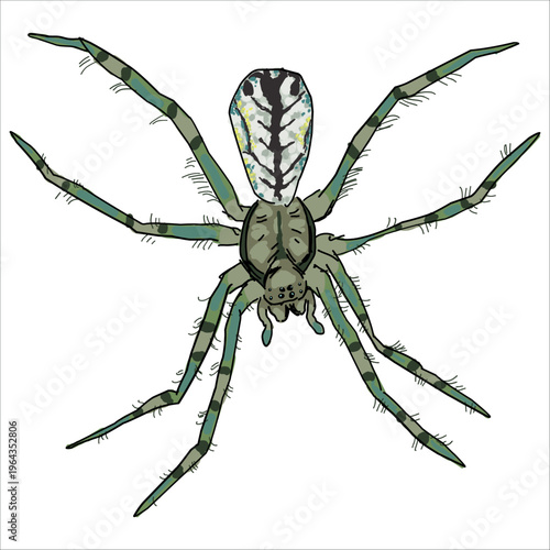 Illustration of the orchard orbweaver spider. Leucauge venusta. Colorful, hand-drawn, vector illustration. Picturesque. Unique detailed stylization. Print on sketchbooks, stickers, postcards