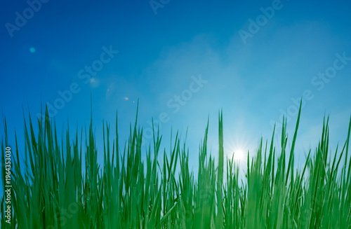 Grüne Grashalme vor seinem blauen Himmel