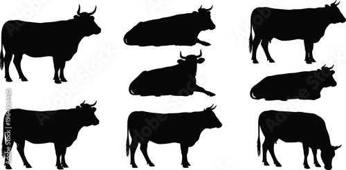 Collection of black cow silhouettes in various poses, standing and lying positions, animal vector illustration for design use