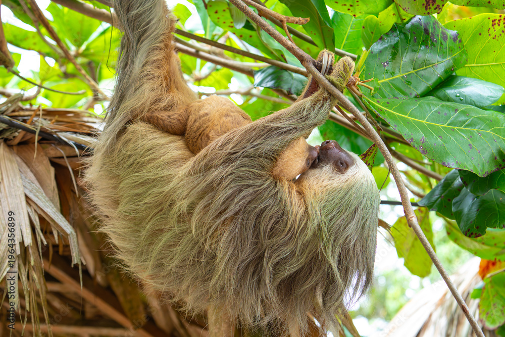 Naklejka premium Daytime, two-toed sloth (Choloepura hoffmanni) with baby two-toed sloths mother and baby touching tongues while hanging in an almond tree. Cahuita National Park, Limon, Costa Rica.