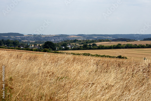 field of wheat
