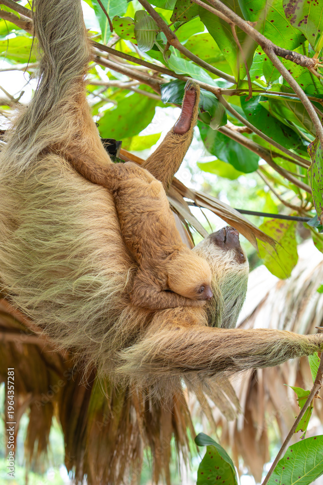 Naklejka premium Daytime, two-toed sloth (Choloepura hoffmanni) with baby on belly hanging in almond tree. Cahuita National Park, Limon, Costa Rica.