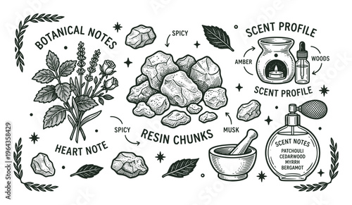 Botanical fragrance notes vector illustration with amber, resin chunks, woods, patchouli, cedarwood, myrrh, and bergamot.