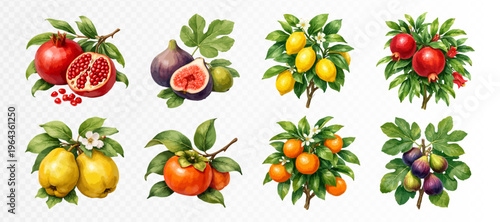 Botanical tropical fruit set with pomegranate, fig, kumquat, lemon, persimmon, orange and plum branches, richly painted orchard collection with lush leaves and blossoms. Vector