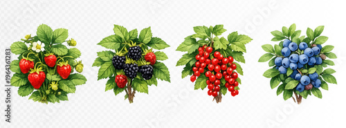 Set of botanical berry branches with strawberries, blackberries, red currants and blueberries, lush green leaves and vivid ripe fruit in elegant hand painted natural style. Vector