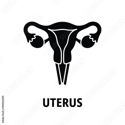 Illustration of vector female reproductive system uterus anatomy