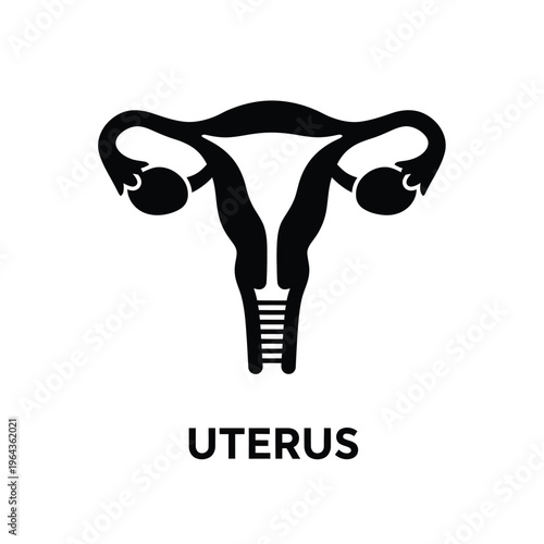 Illustration of vector female reproductive system uterus anatomy