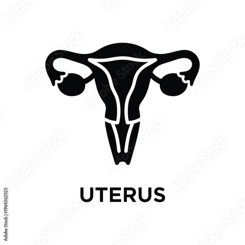 Illustration of vector female reproductive system uterus anatomy