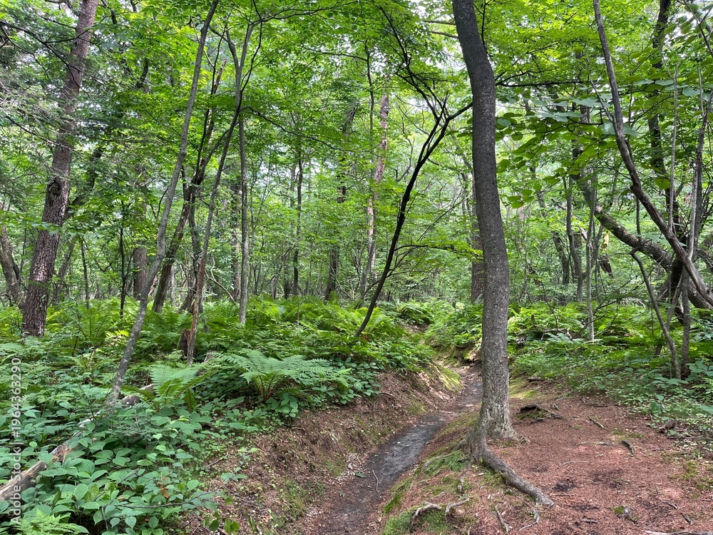 Fototapeta premium scenery in Karuizawa, Nagano, Japan 