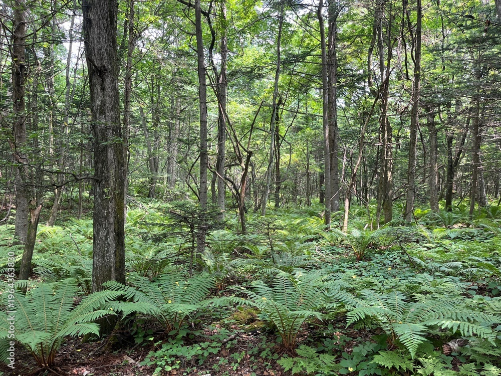 Obraz premium scenery in Karuizawa, Nagano, Japan 