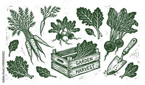 Garden harvest vegetables illustration with carrots, radishes, beets, lettuce, shovel and wooden crate in vintage style