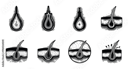 Hair follicle vector illustrations: Stages of hair growth, anatomy and health concept, black and white drawings