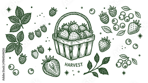 Harvest illustration with strawberries, raspberries, blueberries in basket with leaves and berries