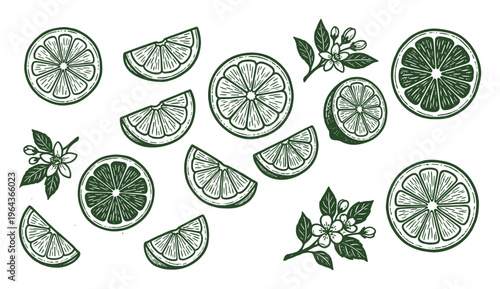 Lime citrus fruit slices and blossoms illustration, green outline isolated on white background. Fresh fruit concept.
