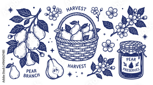 Pear harvest vector illustration with fruits, basket, branches, preserves jar in blue color sketch style design elements
