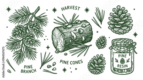 Pine cones, branch, needles, and resin jar vector illustration. Natural harvest elements, dark green color, isolated design.