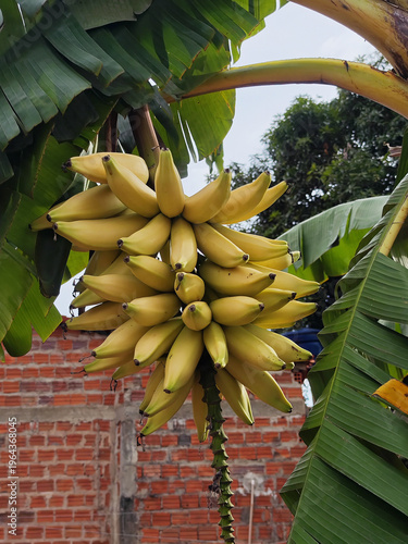 Frische und leckere Bananen am Bananenbaum