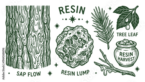Resin botanical illustration, showing sap flow, resin lump, tree leaf, resin harvest pot and branch vector art