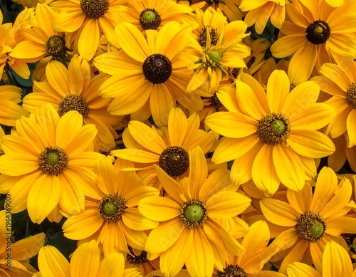 Radiant Yellow Rudbeckia Flowers in Full Bloom - A Floral Delight.