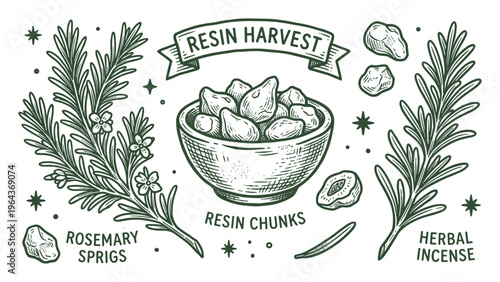 Resin harvest vector illustration with rosemary sprigs, resin chunks in bowl and herbal incense for aroma therapy.