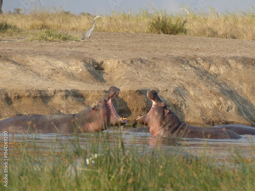 Foto Hippos fighting in a muddy river in the African savanna