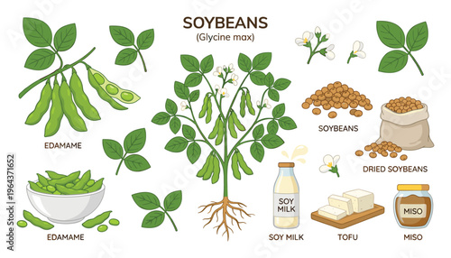 Soybeans Glycine max plant illustration with edamame, dry soybeans, soy milk, tofu and miso in cartoon style