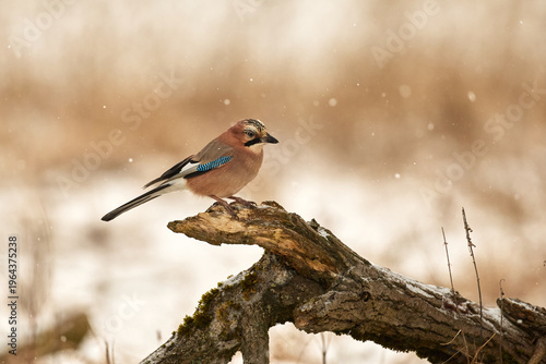
Eurasian jay