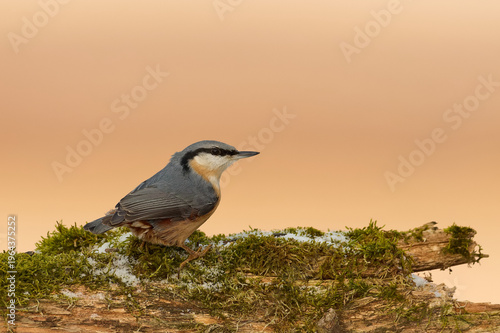 
Eurasian Nuthatch